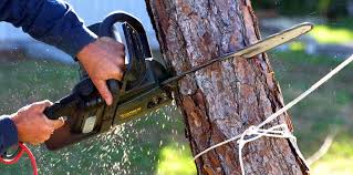  , MO Tree Services Pros